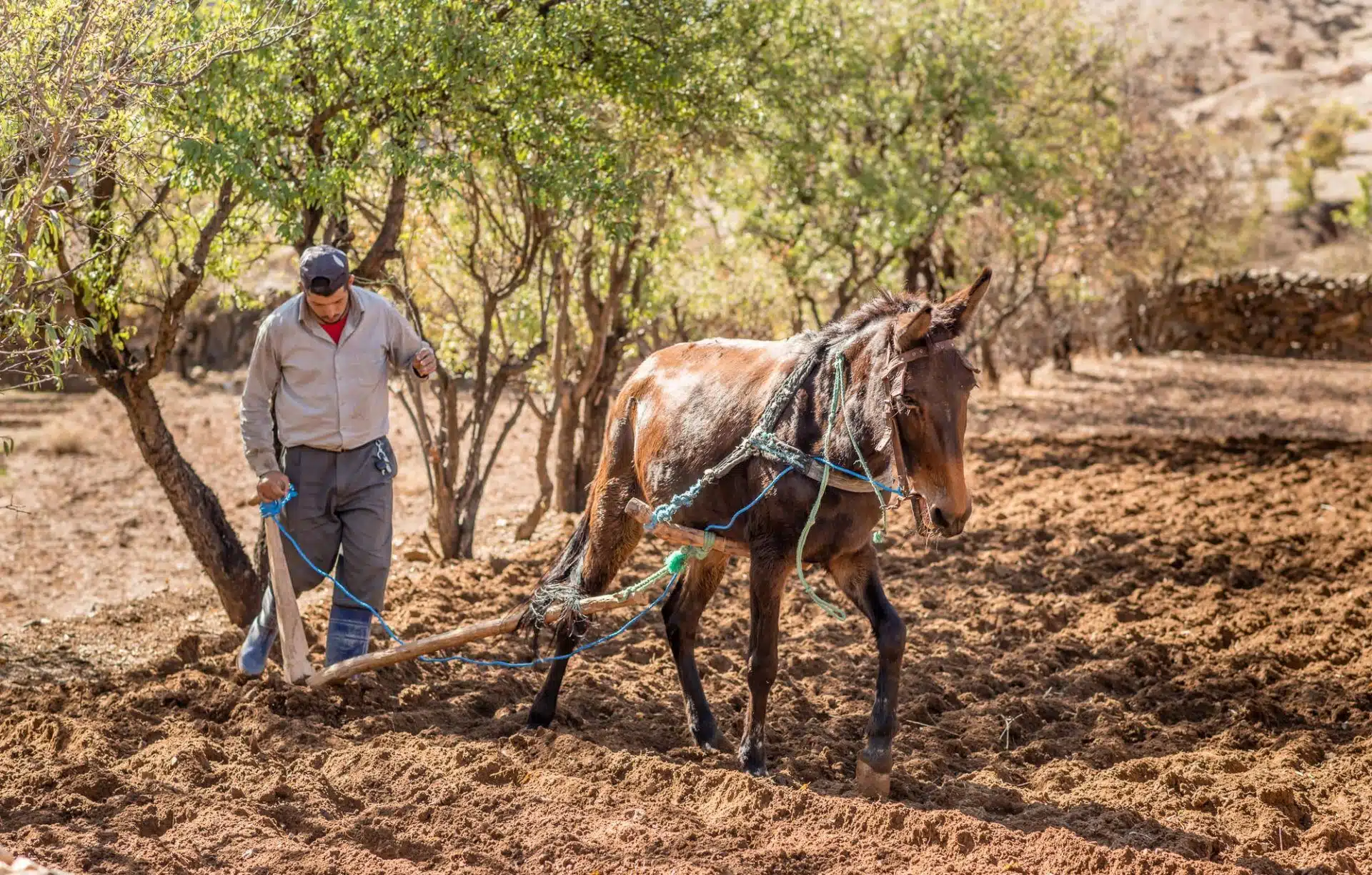 Typical farmer working a small plot of land in the Anti-Atlas mountains.