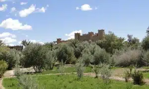 date palm garden with top of kasbah showing above trees
