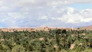 A desert landscape in Skoura, Morocco features several palm trees in the foreground and brown adobe buildings with a prominent central structure in the background, all under a partly cloudy sky. Experience this picturesque scene ona tour with Open Doors Morocco.