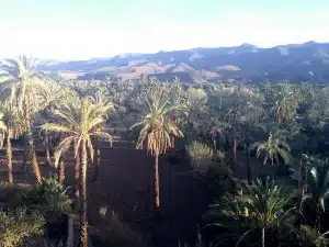 date palm garden against backdrop of Atlas Mountains