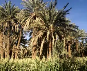date palm trees