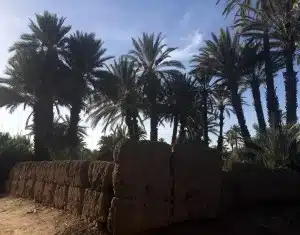 date palm garden