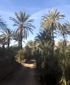 date palm trees against vibrant blue sky