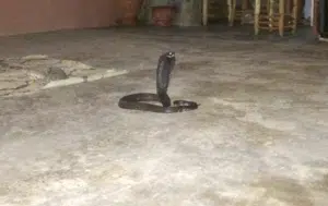 Moroccan Cobra
