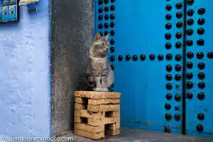 Cats of Chefchaouen 6