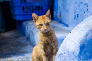 Cat resting on a blue-painted step in the medina of Chefchaouen.