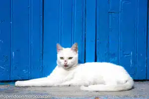 Cat lying on a blue windowsill in Chefchaouen.