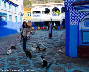 Cats of Chefchaouen 10