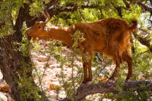 goat in tree