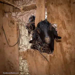 goat in kasbah