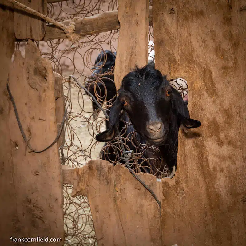 goat in kasbah