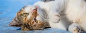 CATS OF CHEFCHAOUEN