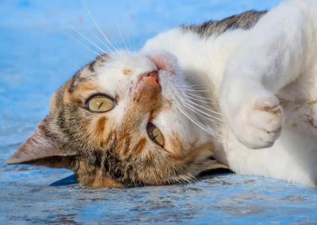 CATS OF CHEFCHAOUEN featured image