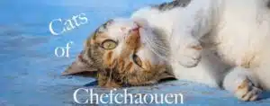 A cover image of the "Cats of Chefchaouen" article with a cat lying on its back on a typical Moroccan blue floor