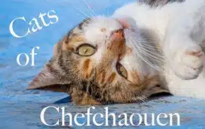 A cover image of the "Cats of Chefchaouen" article with a cat lying on its back on a typical Moroccan blue floor