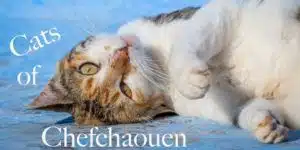 A cover image of the "Cats of Chefchaouen" article with a cat lying on its back on a typical Moroccan blue floor