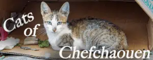 A cover image of the "Cats of Chefchaouen" article with a cat looking into the camera intensely