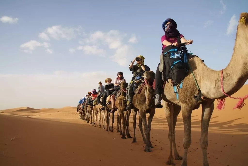a group of travelers in Morocco riding camels in a row through the Sahara desert