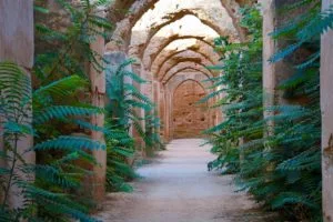 inside the grainery in Meknes with plants growing in between the historic ruins