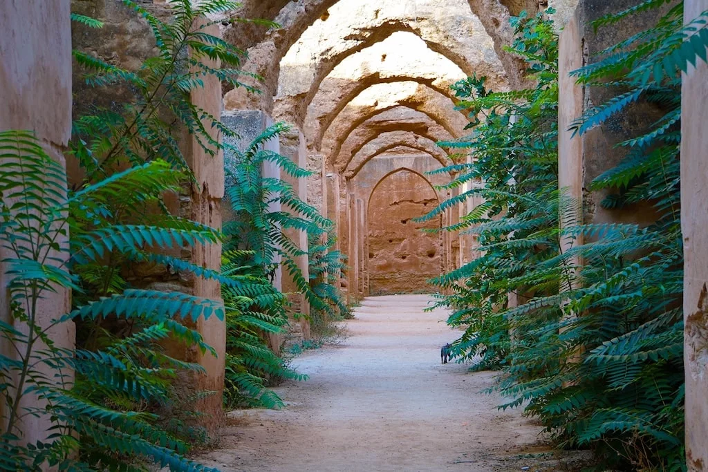 inside the grainery in Meknes with plants growing in between the historic ruins