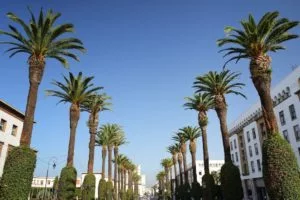 tall palm trees lining an avenue in the modern part of today's Rabat in Morocco