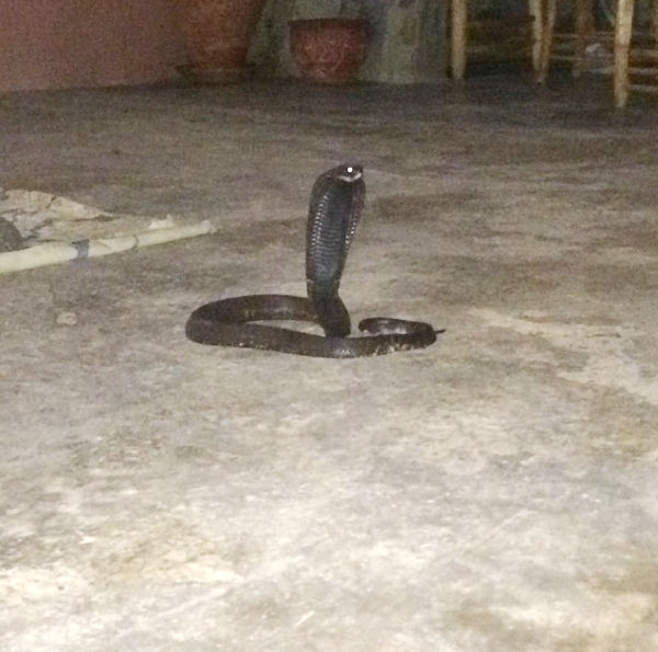 Moroccan Cobra