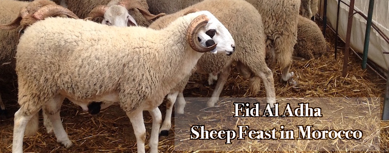 Eid Al Adha | The Sheep Feast in Morocco