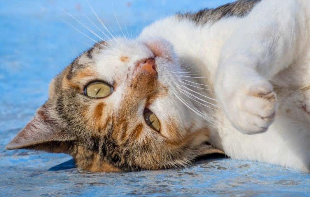 Cats of Chefchaouen, Morocco