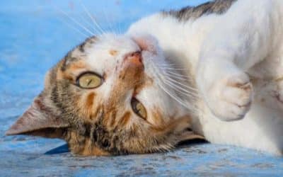 Cats of Chefchaouen, Morocco