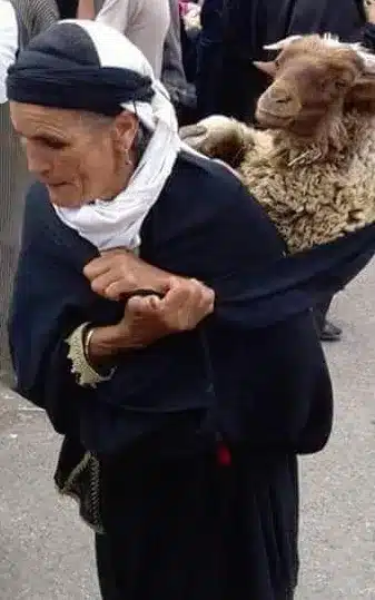 Elderly Moroccan Woman Carrying Sheep