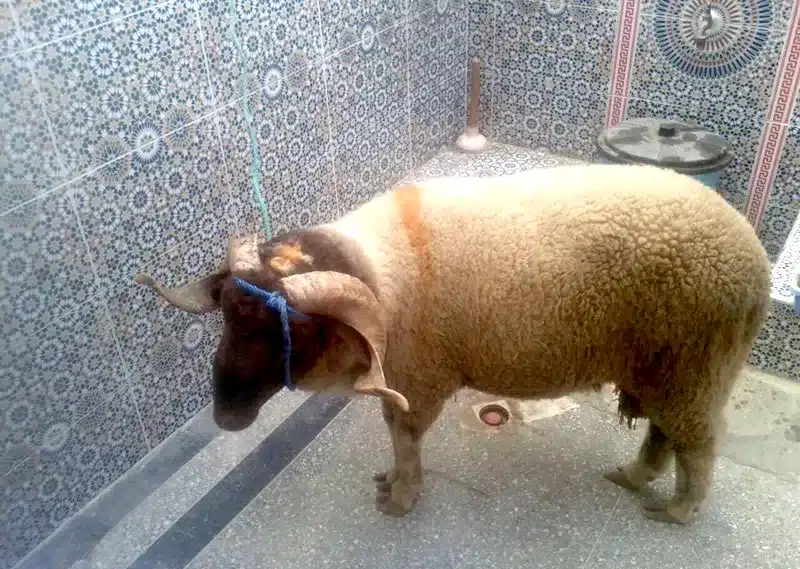 Sheep on Rooftop; Eid Al Adha; Morocco; holiday