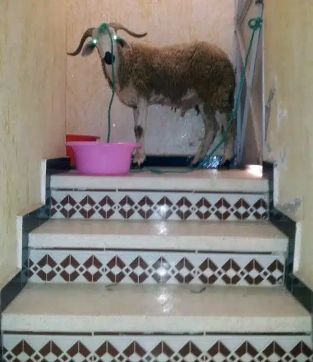 Sheep on Stairs; Eid al Adha; Morocco holiday