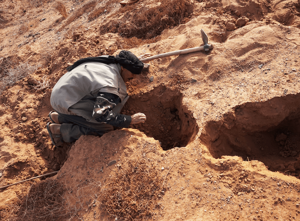A man hunting a snake in a desert