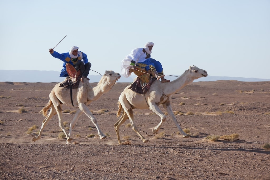 Two beduin riders on camel-backs running through the desert as a part of an performance you can see during the International Nomad Festival