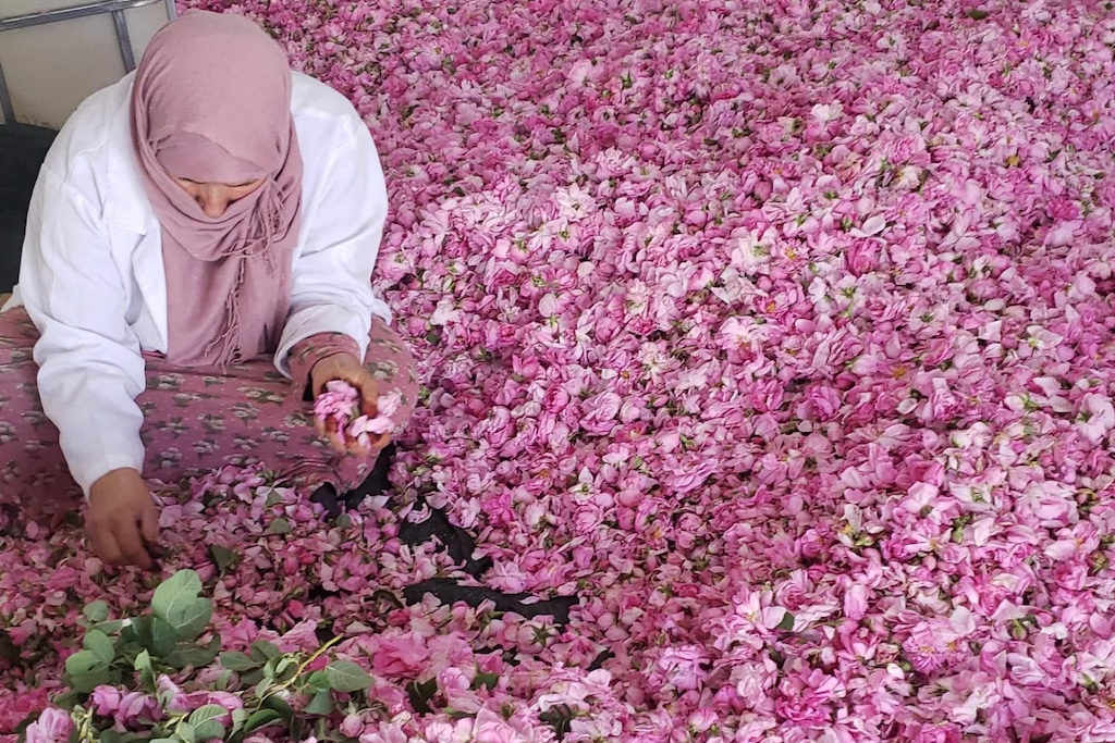 A Moroccan women sitting cross-legged next to a pile of pink rose petals, as you can witness during the Rose Festival in Morocco